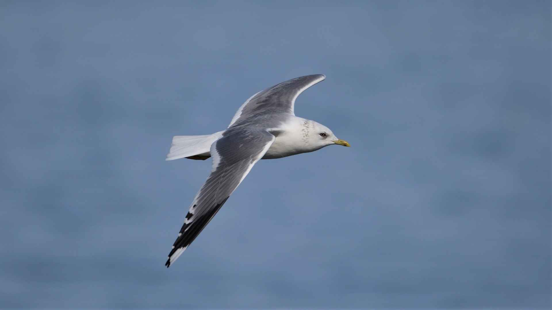 Mew Gull